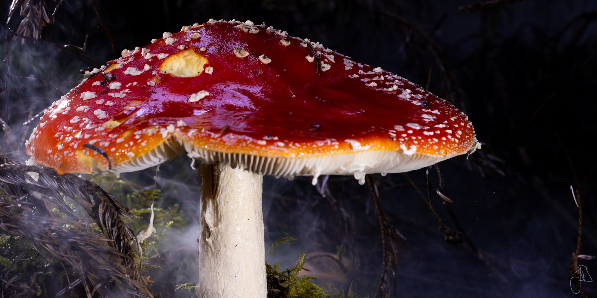 Fliegenpilz im Nebel